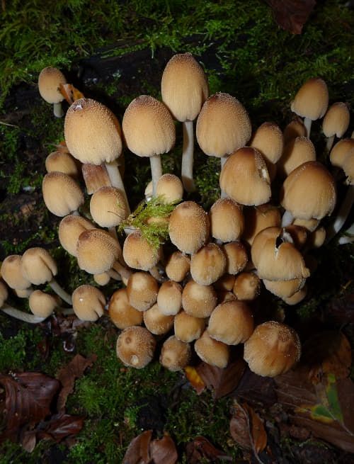 Coprinellus micaceus on beech in the New Forest, UK.